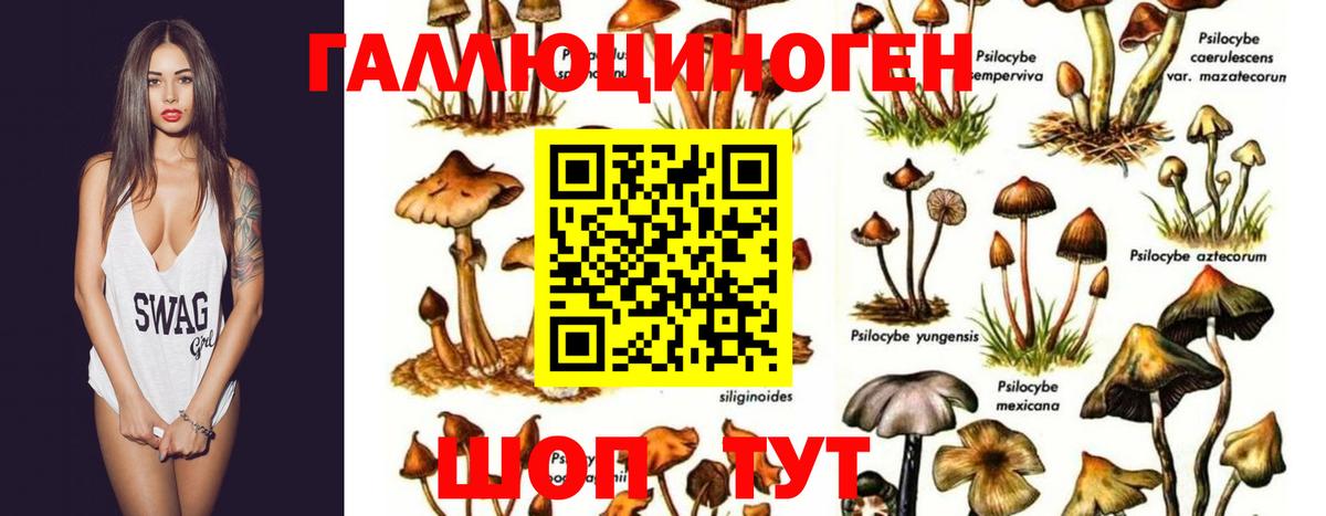 Воронеж  Галлюциногенные грибы Cubensis  Вход с VPN 
