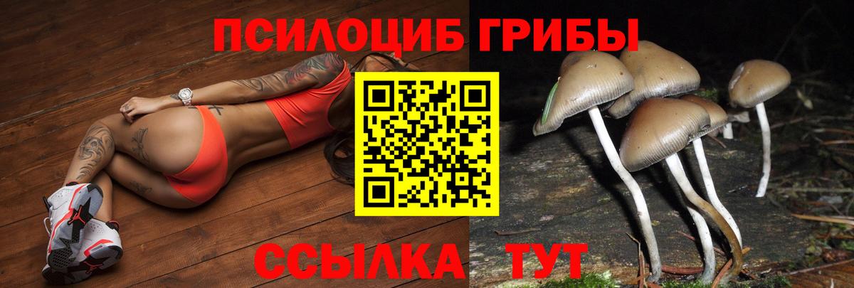 Псилоцибиновые грибы Psilocybe Воронеж